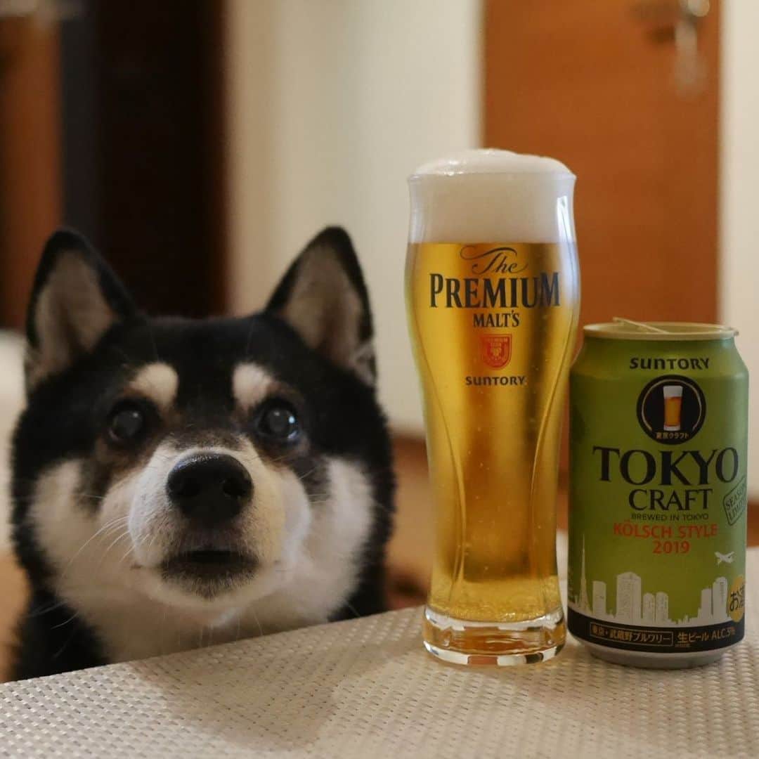 くろさんのインスタグラム写真 - (くろInstagram)「TOKYO CRAFT🍺KOLSCH STYLE 2019 #東京クラフトケルシュスタイル #東京クラフトビール #東京クラフト #ケルシュスタイル #東京武蔵野ブルワリー #suntory #tokyocraft #kolschstyle #kolschstyle2019 #サントリービール #目線の先にはおやつ #黒柴 #柴犬 #和犬 #日本犬 #わんこと一緒 #わんこと暮らす #わんこのいる暮らし #わんこのいる生活 #ふわもこ部 #ふわもこ部ワンコ #ふわもこ部わんこ #わんダフォ #わんだふるjapan」7月10日 19時50分 - m6bmw