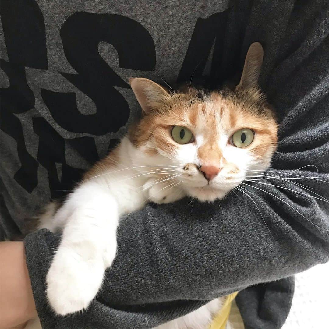 のインスタグラム：「おそようございます #ポチ実 #三毛猫」