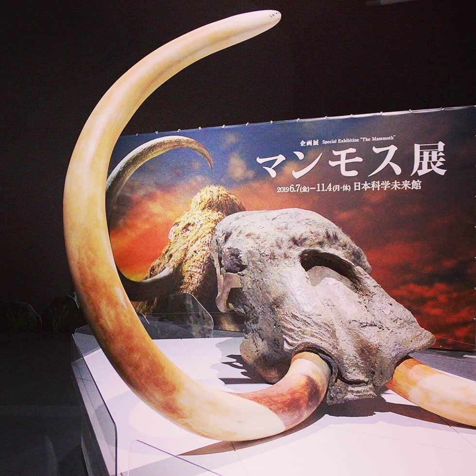 ローチケ（ローソンチケット）さんのインスタグラム写真 - (ローチケ（ローソンチケット）Instagram)「#マンモス展 （ @mammothten ）-その『 #生命 』は蘇るのか- #日本科学未来 （ @miraikan ）で開催中✨  現在、日本科学未来館（東京・お台場）でマンモス展が行われています🎶近年ロシア連邦サハ共和国の永久凍土から発掘された世界初公開💥を含む、数々の古代の動物たちの冷凍標本を展示⛏️また、冷凍標本から得られた組織を使って世界各国で研究が進む🔬「マンモス復活プロジェクト」最先端生命科学⚗️の“今”とこれからのあり方について考えていきます。  フォトスポットではマンモスが生きていた時代の衣服を貸出中👕その時代の雰囲気を味わいながら写真を撮ることができます📷  ローチケでは鑑賞チケットを販売🎟️ 詳しくは 「マンモス展　ローチケ」でネット検索📲  #マンモス #mammuthus #サハ共和国 #夏休み #お台場 #夏休み工作 #こどもとおでかけ #サイエンス #科学 #古代 #古生物 #ロシア #生命科学 #science #biologicalsciences #tokyotrip #evolution  #animalscience #summerevents #paleontology #palaeontology #ローチケ #lawsonticket」7月10日 12時07分 - lawson_ticket