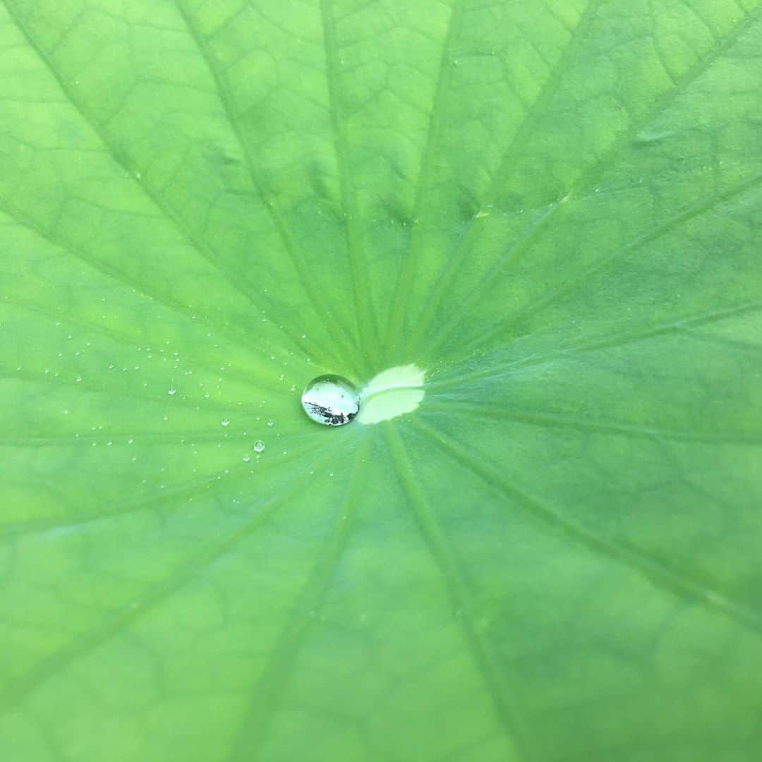 平野由実さんのインスタグラム写真 - (平野由実Instagram)「雨粒が踊ってました。 実物を見る機会があまりないので、ツルツルと滑らせて楽しんでしまいました！！😜 娘と吹いて飛ばしてみたり、葉を揺らして遊んでみたり。 雨粒は宝石のようにキラキラとしていて、神秘的でした✨☔️🐸✨ #加工なし #蓮の葉 #ハスの葉 #ロータス効果 #七夕の日」7月10日 12時13分 - yumi_hiranoo