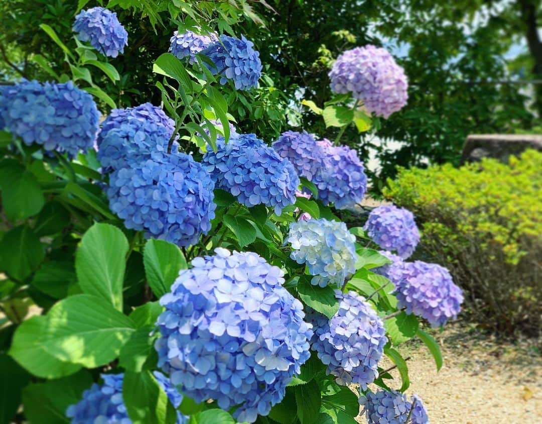 三倉茉奈さんのインスタグラム写真 - (三倉茉奈Instagram)「紫陽花が綺麗。 朝からロケなう。日差しがとても強い。日傘必須。 #紫陽花」7月10日 12時13分 - mana_mikura_official