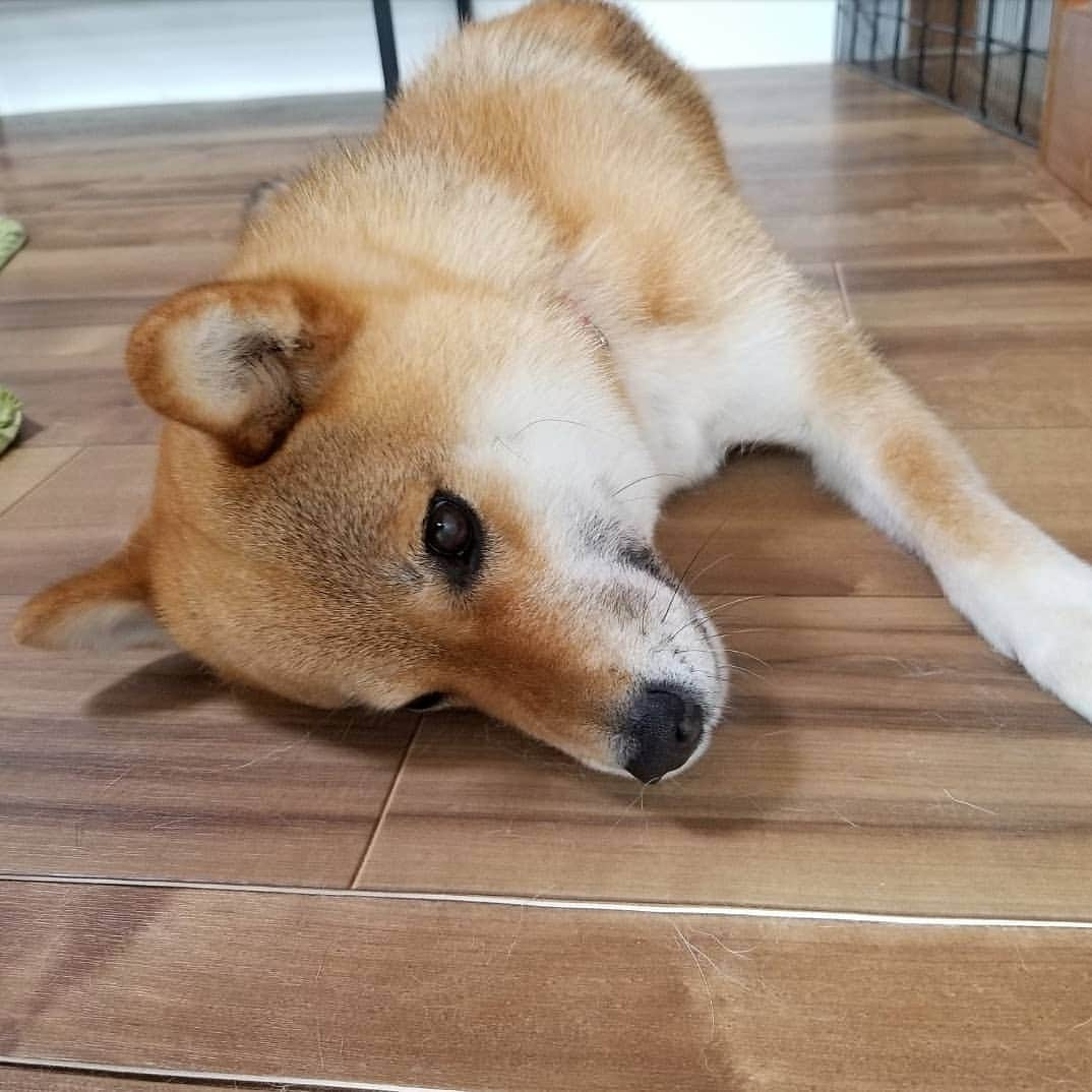 柴犬たま Shibainu Tamaのインスタグラム