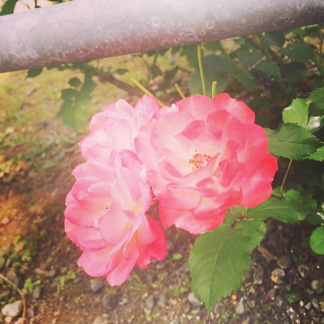 安達祐実さんのインスタグラム写真 - (安達祐実Instagram)「♡♡♡ #まぶしい」7月10日 12時25分 - _yumi_adachi