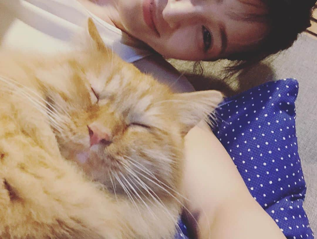 岡本玲さんのインスタグラム写真 - (岡本玲Instagram)「. そういえば、 新しい家族が増えました🐱 「おかか」です。 おんなのこです。 甘えん坊の食いしん坊のわがままっこです。  駅前に捨てられていたのを知り合いが保護した猫ちゃん(Twitterでのご協力、ありがとうございました！)、お試しでとろろ(先住猫)と同居させておりましたが、ようやく仲良くやっていけそうと安心できるようになったのでご紹介。 病院の先生いわく、1歳半は過ぎてるかなとのこと。  これからよろしくね🐱」7月10日 12時38分 - rei_okamoto