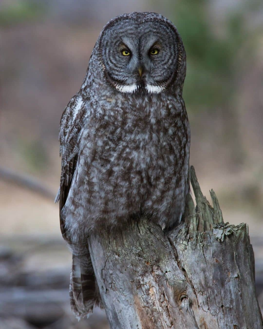 ナショナルジオグラフィックさんのインスタグラム写真 - (ナショナルジオグラフィックInstagram)「Photo by Drew Rush @drewtrush | The great gray owl's (Strix nebulosa) concave facial disc helps it detect prey by directing the sound of the prey directly to its ears. That makes it easier for the owl to find it. For more interesting wildlife facts, follow along with photographer @drewtrush」7月10日 12時33分 - natgeo