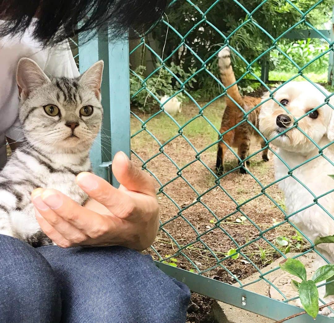 のインスタグラム：「水曜日の猫町 #お隣のセヌちゃん #お隣のリルくん #お隣のノアちゃん #ポチ実」