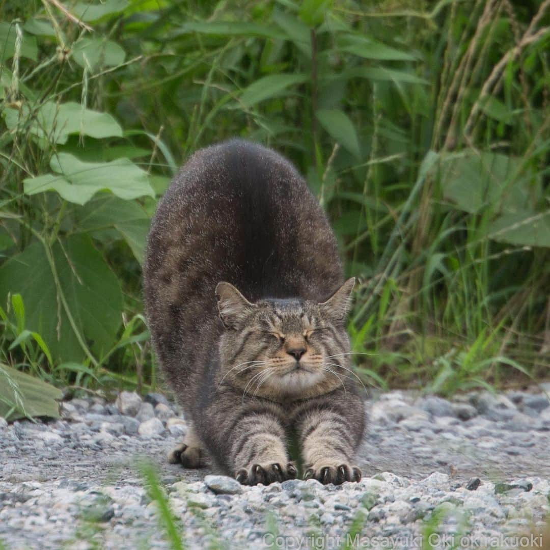 Masayukiさんのインスタグラム写真 - (MasayukiInstagram)「のびー。  #cat #ねこ」7月10日 13時45分 - okirakuoki