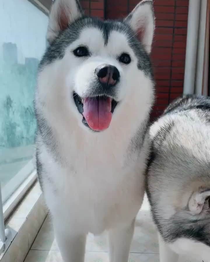husky and malamuteのインスタグラム：「Two brothers.😝😝💖」