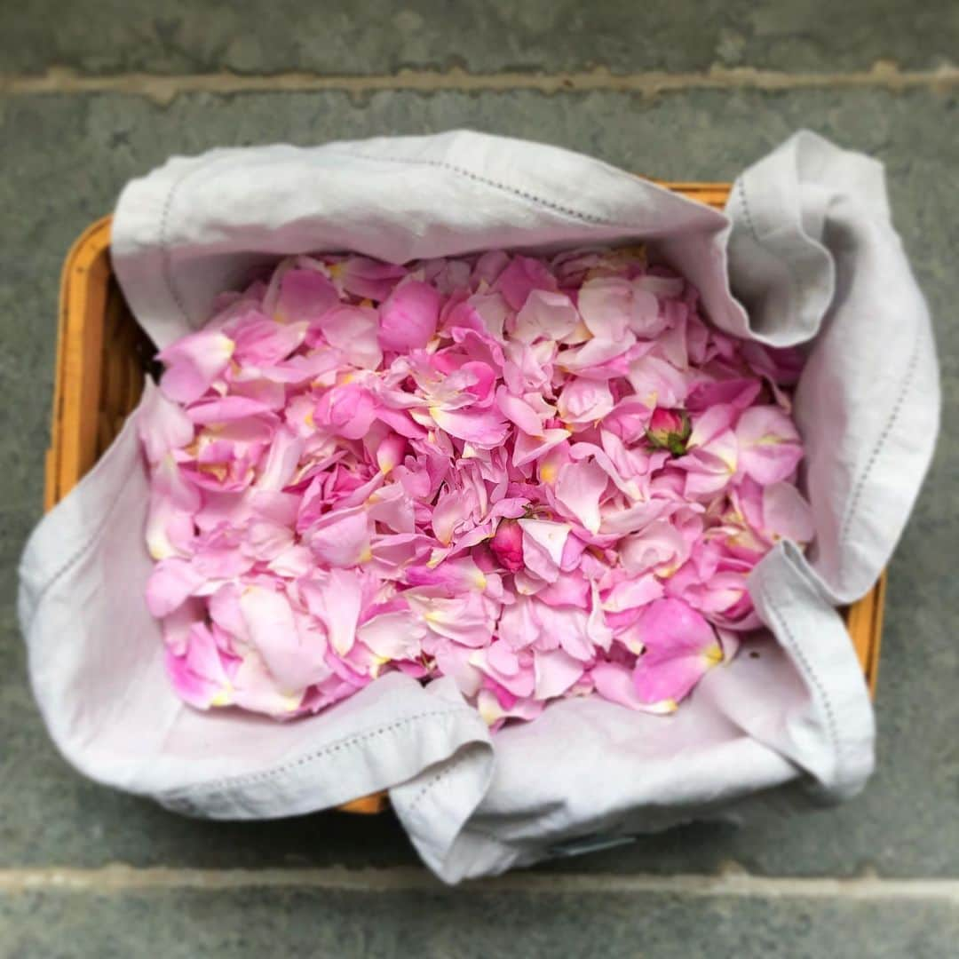 レイチェル・クーさんのインスタグラム写真 - (レイチェル・クーInstagram)「These Swedish roses have the most intense sweet perfume. 🥀I’m drying some so on the darkest Winter day I can decorate a cake to remind me of Swedish summer 🌹☀️🇸🇪Swipe to see the pics 👆 . . . . . . . . . . . . . . . . #rachelkhoo #sweden #roses #summer」7月10日 20時14分 - rachelkhooks