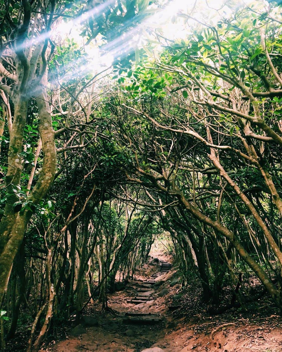 宇藤えみさんのインスタグラム写真 - (宇藤えみInstagram)「糸島にある トトロみたいな木のトンネル。 息子大喜び♪ トトロいたね〜って。 子ども達には見えたかなぁ♪ 次回は上まで登りたい！ #糸島#子連れ旅#暮らし#トトロの道」7月10日 14時59分 - emiuto