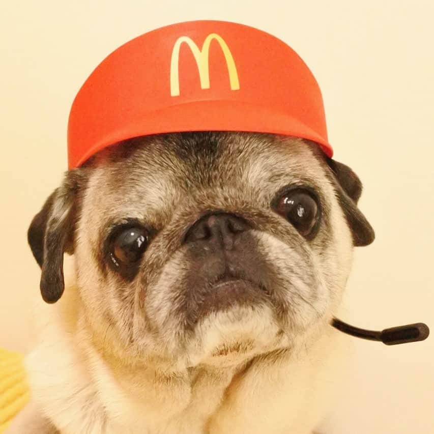 八兵衛のインスタグラム：「What can I get for you?🍔🍟🥤 * * ご注文をどーぞー🐷 * * * ムムポンの @mumupon6677  写真見て 無性に欲しくなった😂😂 * * #スマイル0円 #mcdonalds #mcdonaldsjapan #ハッピーセット #ほぼ黒パグ #おじいちゃん犬 #パグ #pug #puggy #puglife #puglove #petstagram #pugstagram #pugsofinstagram #pugs #dog #ふわもこ部  @igersjp #IGersJP #east_dog_japan #pecoイヌ部 #八兵衛 #はちべえ #朝ワンコ夕ニャンコ」