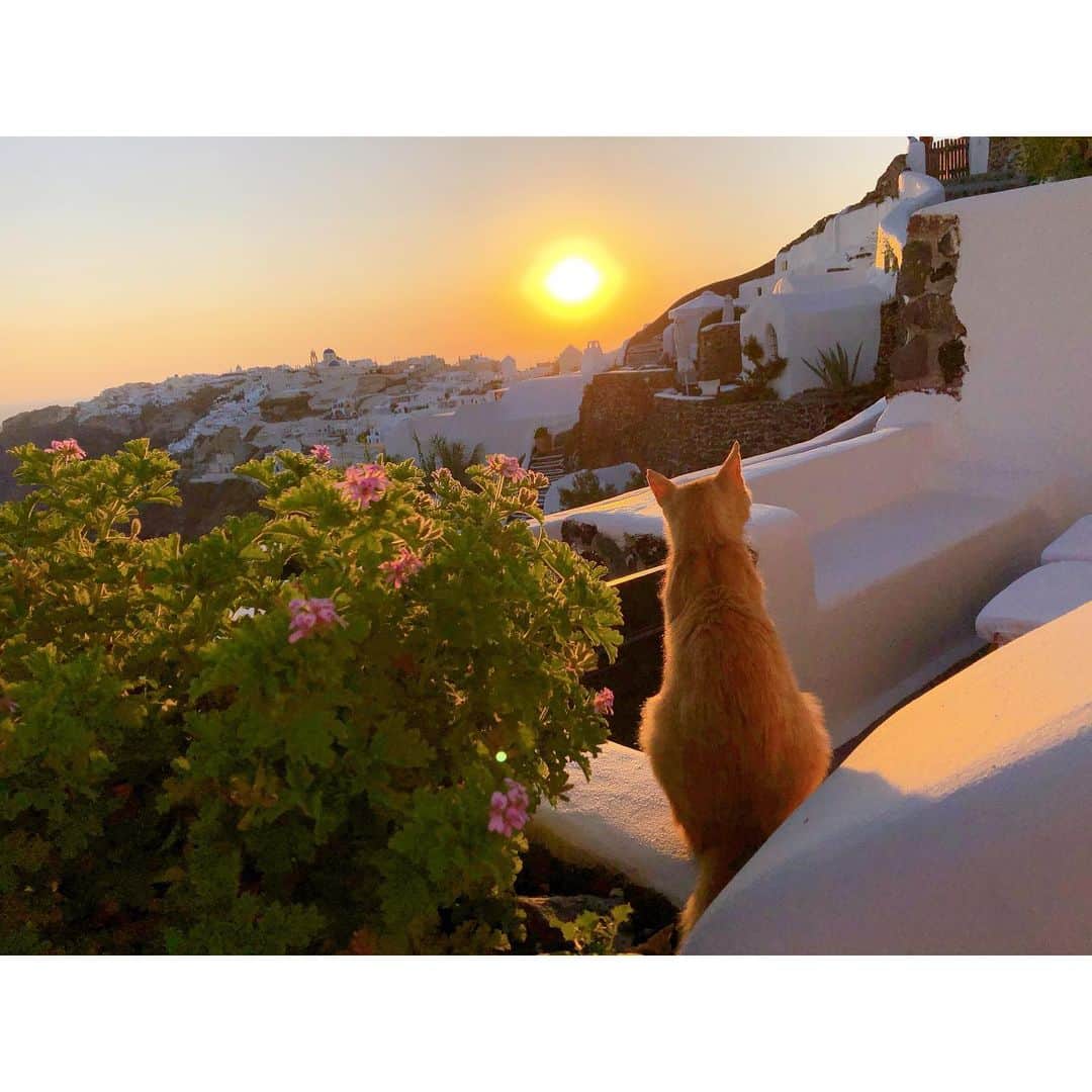永井友梨さんのインスタグラム写真 - (永井友梨Instagram)「イアという地区は世界一といわれるほど夕日の美しい場所で、にゃんこたちもじっと見つめていました🐈  #サントリーニ島  #santorini  #ギリシャ #greece #お休みありがとうございました」7月10日 16時16分 - nagai_y_r