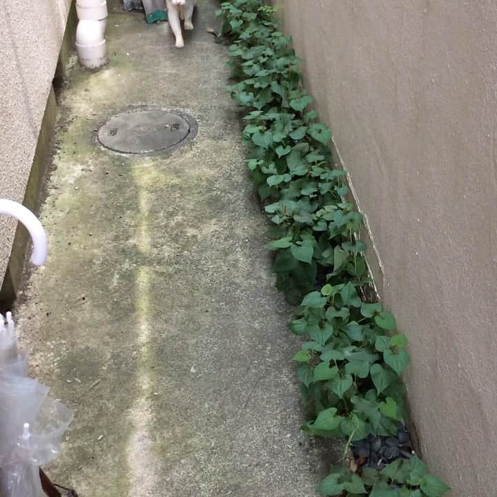 岡田屋鉄蔵のインスタグラム：「今日のエクスペンダブルズ氏。草むしりせなあかん」