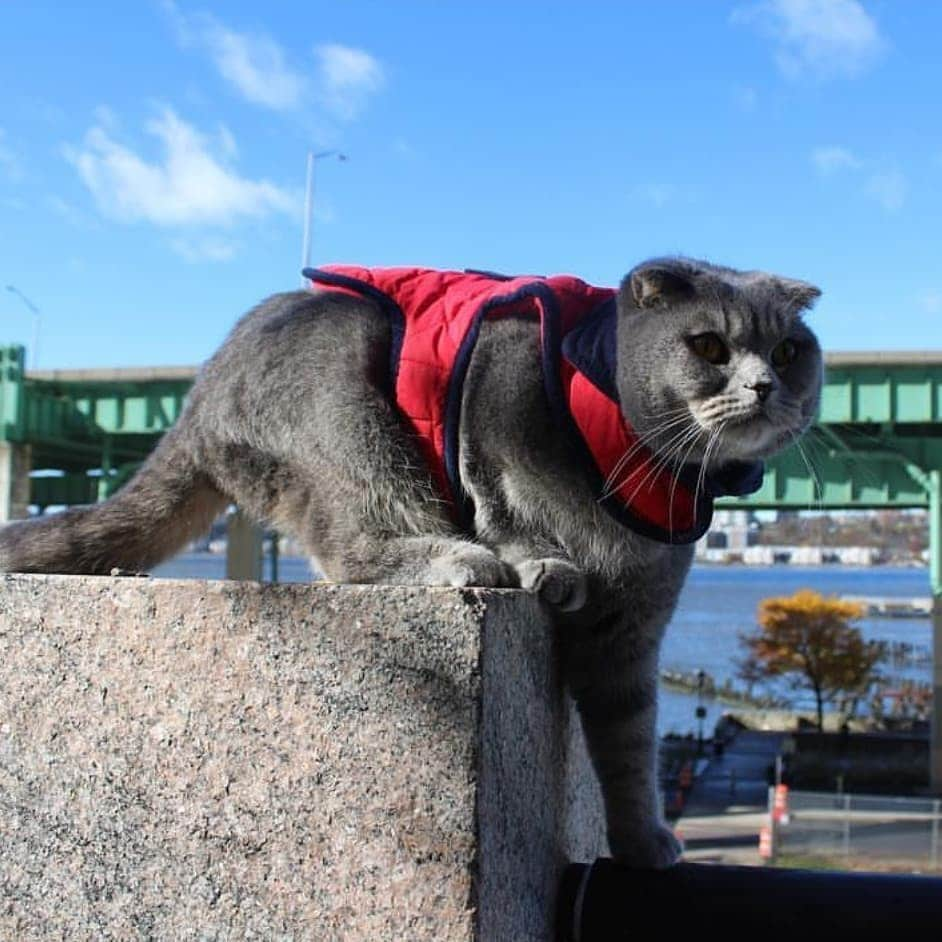 CatStockerさんのインスタグラム写真 - (CatStockerInstagram)「Hello! #catstocker is here!  Follow our FURRriend @foldscat  Scroll right for more pictures 👉 . . . . . . . #cat #neko #mačka #chat #kočka #котка #kotek #kot #кіт #mače #кошка #кот #katze #gato #gatto #kissa #kattunge #猫 #고양이 #貓 #kedi #köttur #kissanpentu #חתול #кішка #kedicik #кошеня #gattino #子猫」7月10日 16時32分 - catstocker