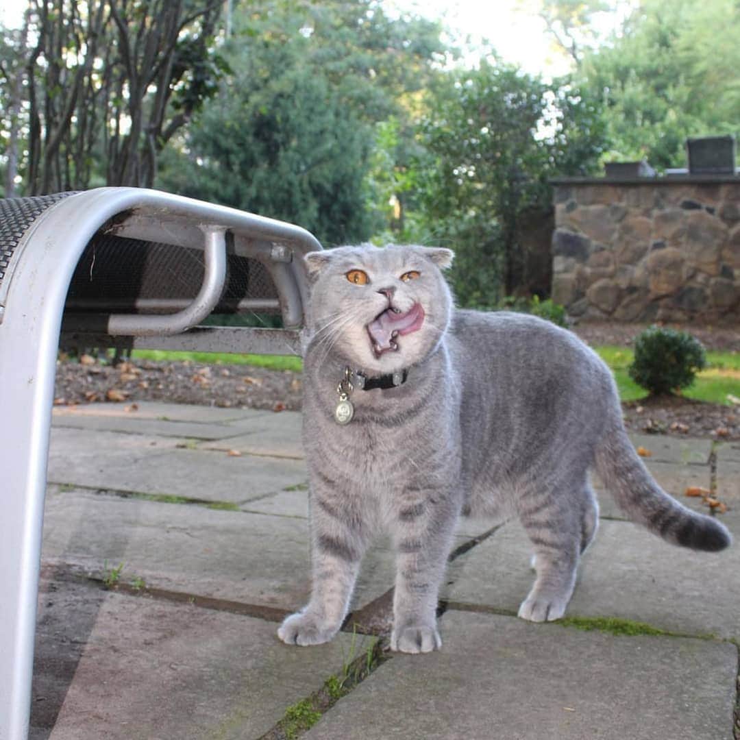CatStockerのインスタグラム：「Hello! #catstocker is here!  Follow our FURRriend @foldscat  Scroll right for more pictures 👉 . . . . . . . #cat #neko #mačka #chat #kočka #котка #kotek #kot #кіт #mače #кошка #кот #katze #gato #gatto #kissa #kattunge #猫 #고양이 #貓 #kedi #köttur #kissanpentu #חתול #кішка #kedicik #кошеня #gattino #子猫」