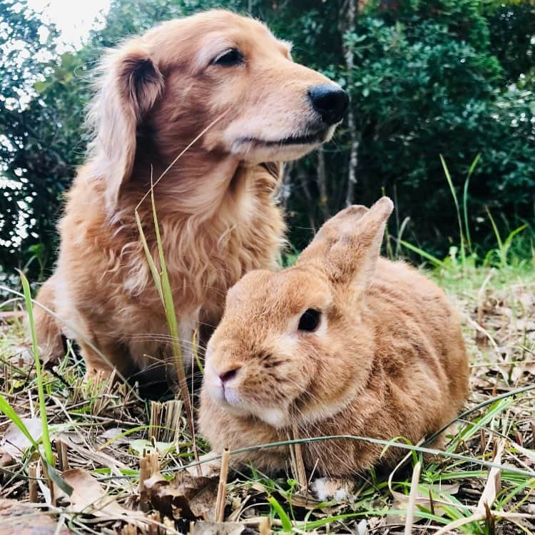 Chieko Shibutaさんのインスタグラム写真 - (Chieko ShibutaInstagram)「💕✨🐶🍀🐰✨💕 #dachshund #dachshunds #dachshundlove #dog #dogs #doglove #instadog #instagram #instagood #pet #pets #petsagram #cute #cutepe #cutepet #cutedog #cuteanimals #likes #09076999576 happy #smile #rabbit #ラビット #ミニュチュア #ミニュチュアダックス  #ミニュチュアダックスフント #うさぎ部 #うさぎ #ダックス #ダックスフンドロングヘアー#ねざーらんどわーふ」7月10日 16時33分 - chieko.81