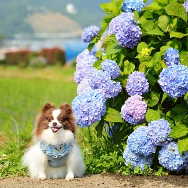 mycoのインスタグラム：「🐶×田んぼ×紫陽花✨  次はどんなお花の季節でしょうか。  #hydrangea #pom #ぽめらにあん #instadog」