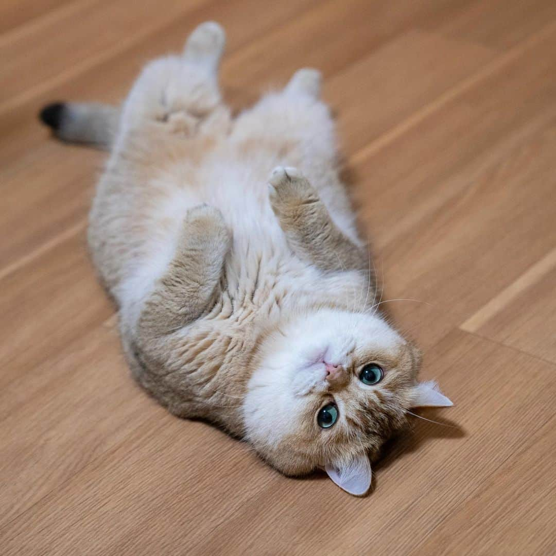 Hosicoさんのインスタグラム写真 - (HosicoInstagram)「Come on, get your paw up 🙌🏻」7月10日 17時24分 - hosico_cat