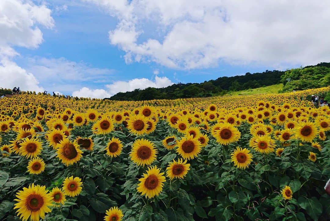 のインスタグラム：「Make your way to one of Fukushima Prefecture’s best sunflower spots this summer 🌻 two of my favourites are: Sannokura Highlands in Kitakata City & Nunobiki Highlands in Koriyama City. They look the best from mid-August to early September!」