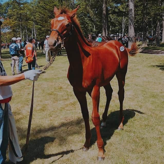 佐々木実季さんのインスタグラム写真 - (佐々木実季Instagram)「昨年に引き続き、今年もまなみんがお誘いしてくれて、北海道までセレクトセールの見学に行って来ました🐴♥️お馬さんが大好きなので、たくさんのお馬さんを目の前にして大興奮でした♥️私はもちろん競走馬は買えないので、レプリカの鑑定台で記念撮影したり、北海道グルメも堪能してすっかり観光気分（笑）2021年のデビューが楽しみですね🐴 #ラストコール2億3000万でハンマーを打ちます🔨😂 #競走馬 #セレクトセール #セレクトセール2019 #馬 #お馬さん #🐴 #🐴♥️ #🏇 #🐎 #乗馬行きたい #ノーザンホースパーク #北海道 #selectsale #selectsale2019 #北海道グルメ #ウニイクラ丼 #ソフトクリーム #ソフトクリーム🍦 #🍦 #🐄 #お馬さん大好き #馬好きは祖母譲り #競馬女子 #馬女 #umajo #競走馬のセリ #ディープ産駒 #総額39億3100万 #総額200億円超え」7月10日 17時51分 - miki.sasaki_golf