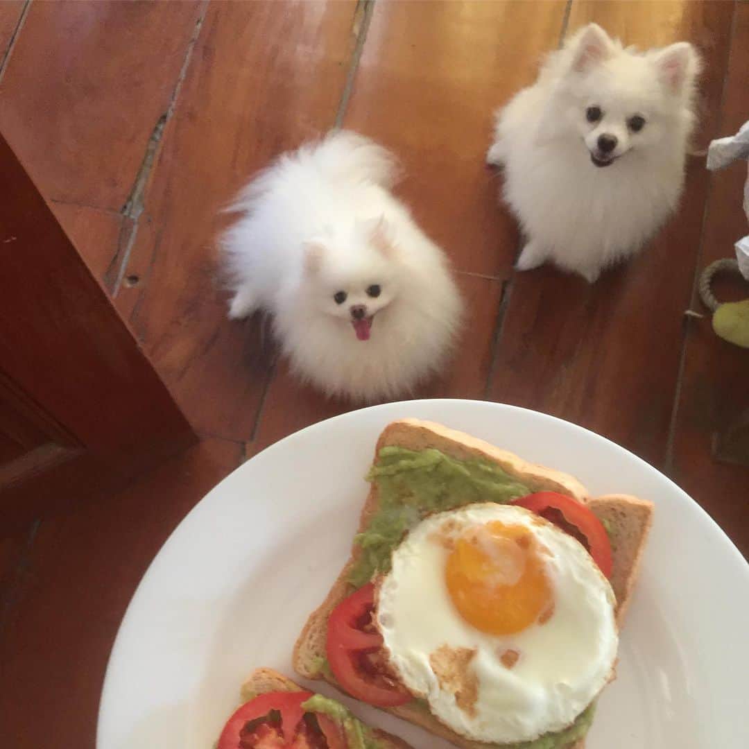 JEWELのインスタグラム：「Are we sharing?🥑🍳🍞 #noavocadofordogs #dogsofinstagram #puppiesofinstgram #dogstagram #dogoftheday #petstagram #petsofinstagram #weeklyfluff #fluffy」