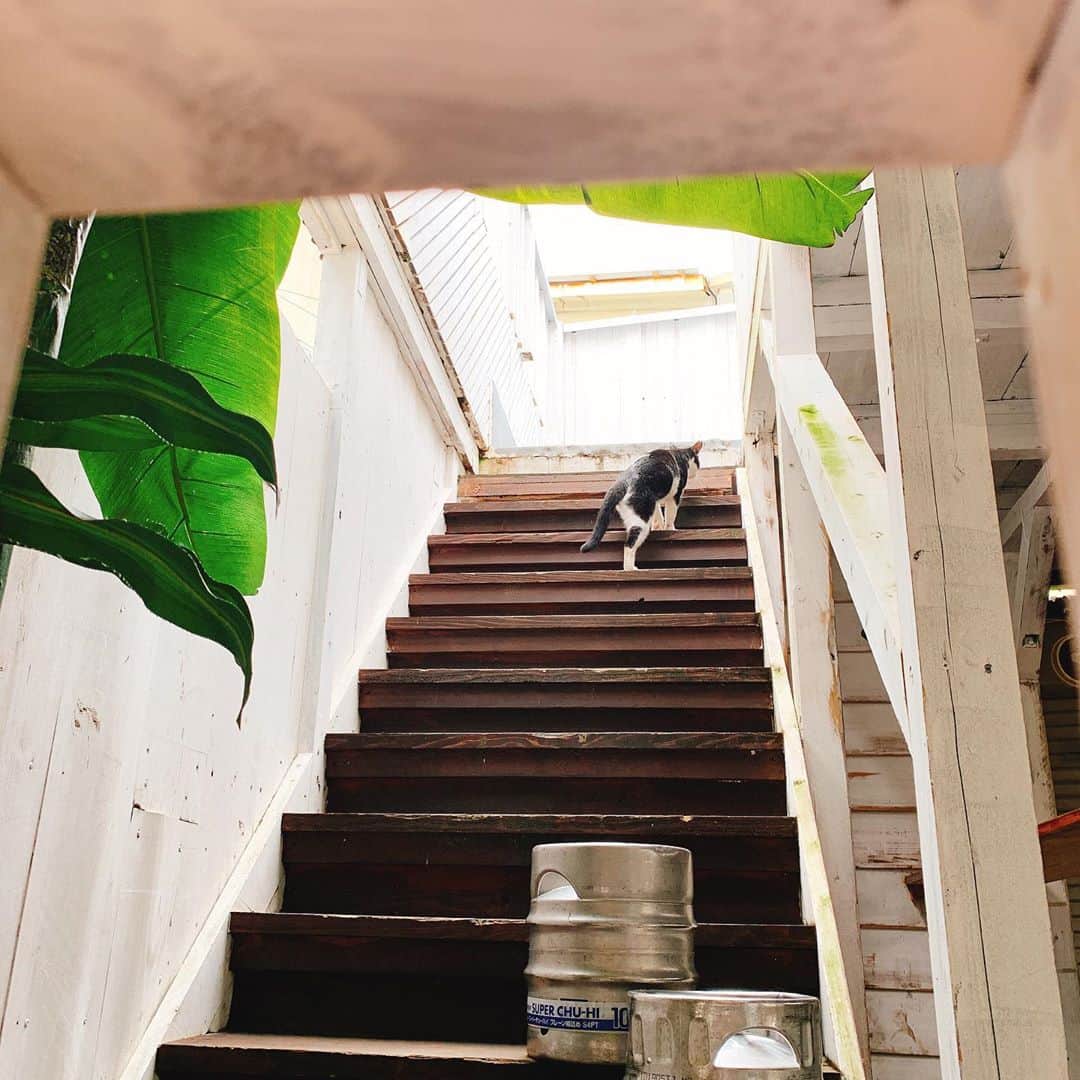 森田真結子さんのインスタグラム写真 - (森田真結子Instagram)「猫を撮っていたんだなぁ〜 そしたら撮られてたんだなぁ〜」7月10日 18時30分 - mayodarts