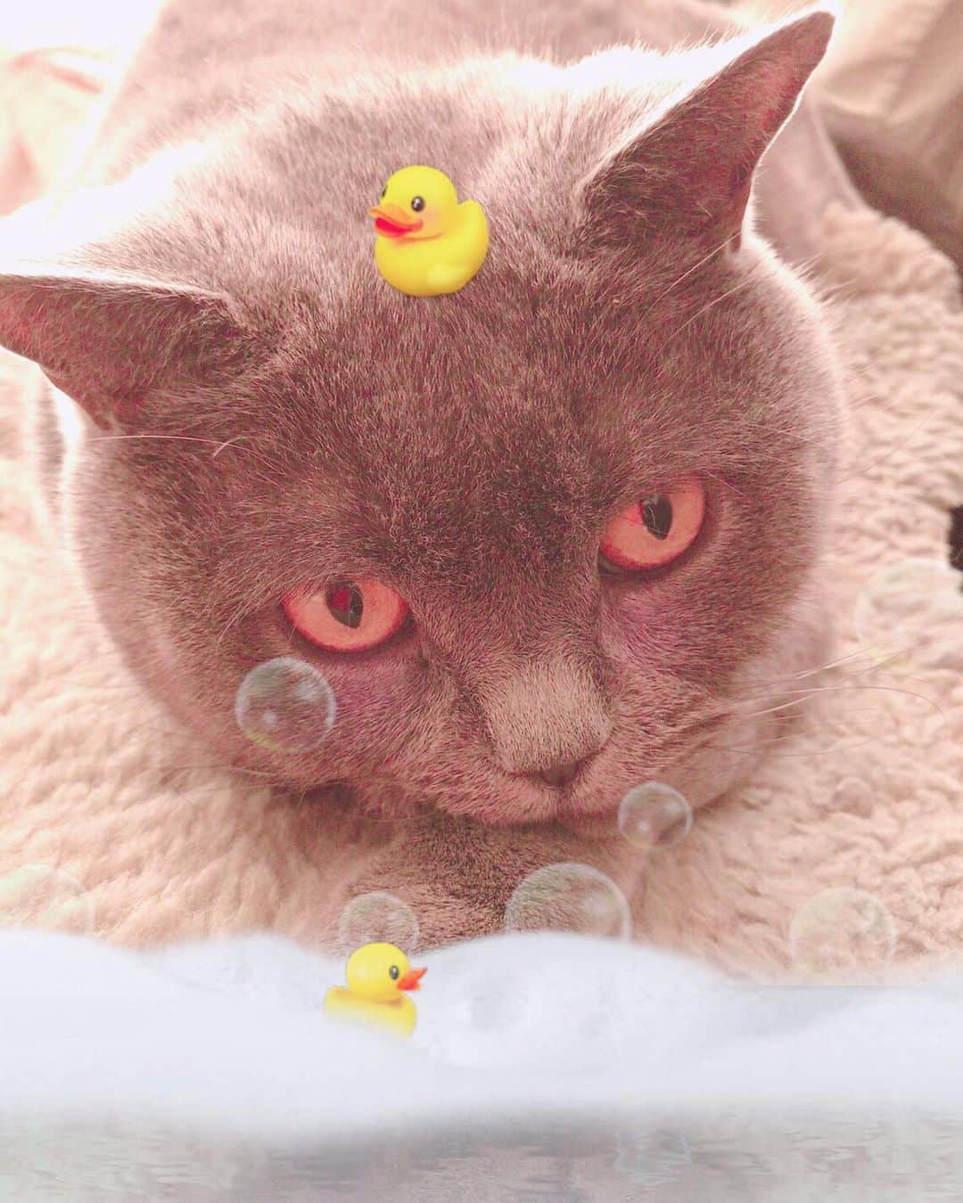 飯島颯さんのインスタグラム写真 - (飯島颯Instagram)「さぁ、早くおいでよ "待ってよ〜" #猫#ネコ#ブリティッシュショートヘア#ブリ商会#ねこ#ねこ部#ふわもこ部猫#ねこすたぐらむ#にゃんすたぐらむ#猫のいる暮らし」7月10日 18時34分 - hayate_kumakun_official