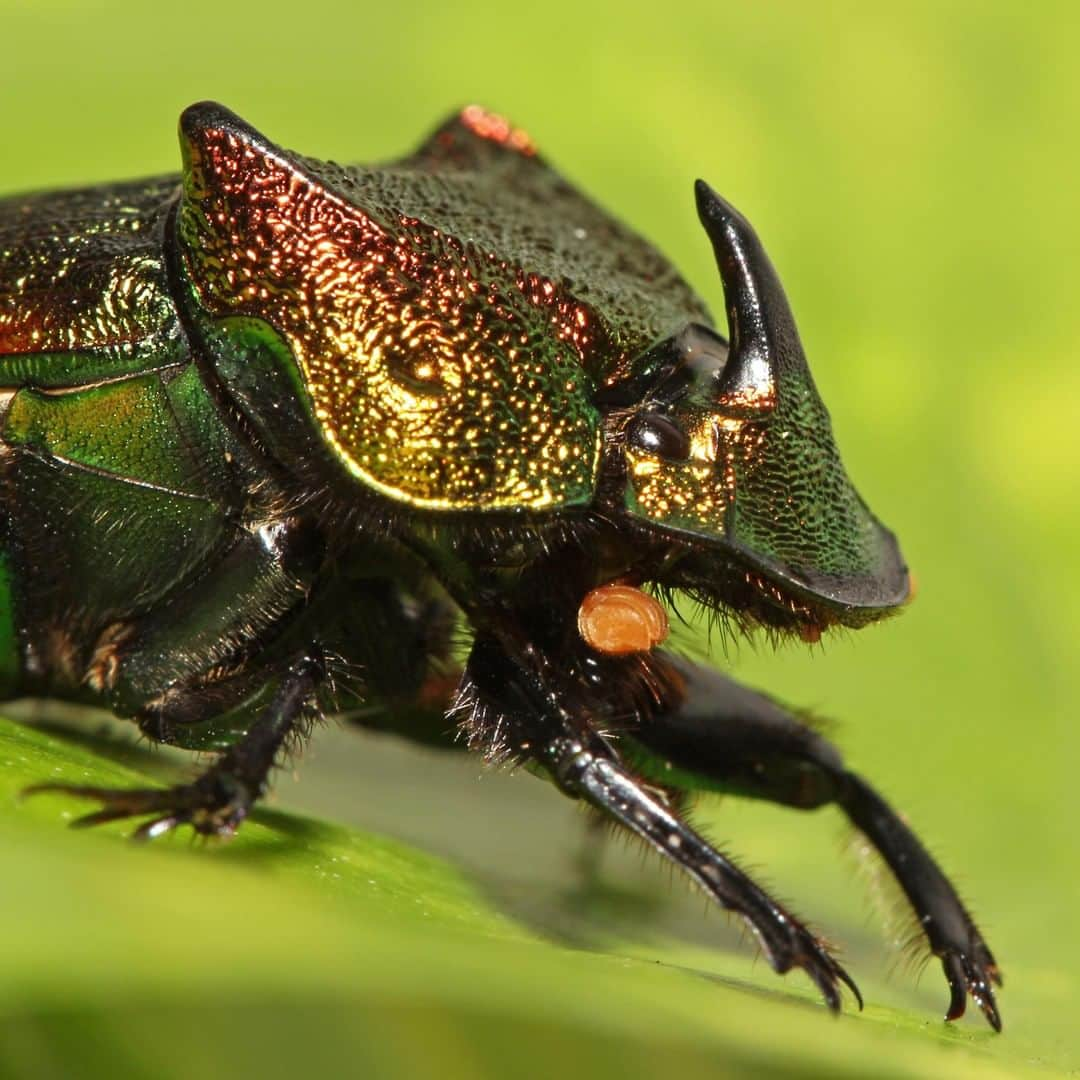 アニマルプラネットさんのインスタグラム写真 - (アニマルプラネットInstagram)「This beautiful iridescent creature is the rainbow scarab beetle! It's also a kind of dung beetle, using dung from above the ground to feed its larvae beneath. 📸: @mario_aldecoa, @bravewilderness . . . . . . . #animalsofinstagram #animalplanet #animaloftheday #wild #wildlife #outdoors #animals #wildanimals #conservation #nature #animallovers #instanature #wildgeography #coyotebrave #coyotepeterson」7月11日 4時00分 - animalplanet