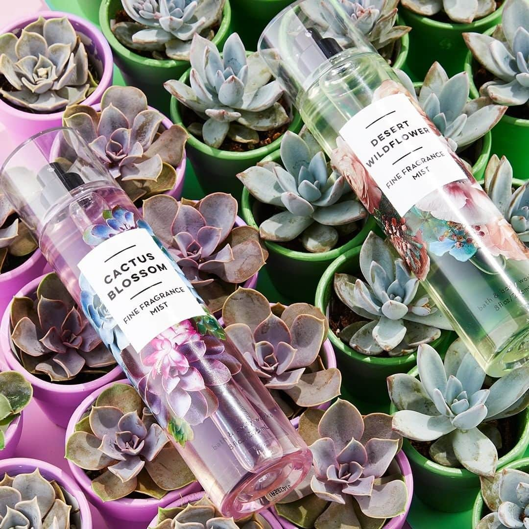 Bath & Body Worksさんのインスタグラム写真 - (Bath & Body WorksInstagram)「Meet our ✌ NEW desert blooms! Leave an emoji for the fragrance you're most excited to try: 🌵 for Cactus Blossom or 🌸 for Desert Wildflower!」7月11日 4時00分 - bathandbodyworks