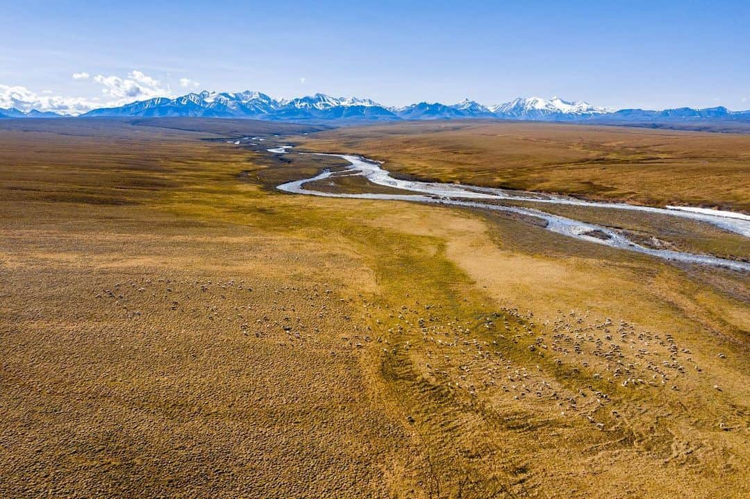 patagoniaさんのインスタグラム写真 - (patagoniaInstagram)「“The nature surrounding our communities is changing. There is increasing threat of food scarcity as rivers dry and temperatures change. Life is at risk.” - Bernadette Demientieff, Executive Director of @ourarcticrefuge.⁠⠀ ⁠⠀ The decision to reopen the Arctic National Wildlife Refuge to oil drilling threatens the food security and traditional way of life of the Gwich'in people, who have lived in close communion with this land for thousands of years. It will also irrevocably damage the vibrant and vital ecosystems of this incredible national treasure.⁠⠀ In the coming weeks, we hope Congress will vote on H.R.1146, which would STOP the current Administration's push to lease the Arctic Refuge to oil and gas companies. Text ARCTIC to 40649 or check the link in bio.⁠⠀ ⁠⠀ Last month, ambassadors @tommycaldwell, @clare_gallagher_runs, and @slukenelson traveled to Alaska to attend the 2019 Arctic Indigenous Climate Summit. They were humbled and honored to listen to voices from of the Gwich’in Nation, a variety of Alaska Native perspectives from neighboring communities about the dramatic effects of climate change on the Arctic landscape.⁠⠀ ⁠⠀ Afterward, the trio set out on a wild overland adventure through the heart of the Refuge, hiking, climbing, and packrafting their way across this pristine and threatened landscape. All this week we will be sharing more about their trip here on our feed and in our stories, and on @patagonia_climb and @patagonia_trailrunning.⁠⠀ ⁠⠀ Images and words: @austin_siadak」7月11日 4時07分 - patagonia