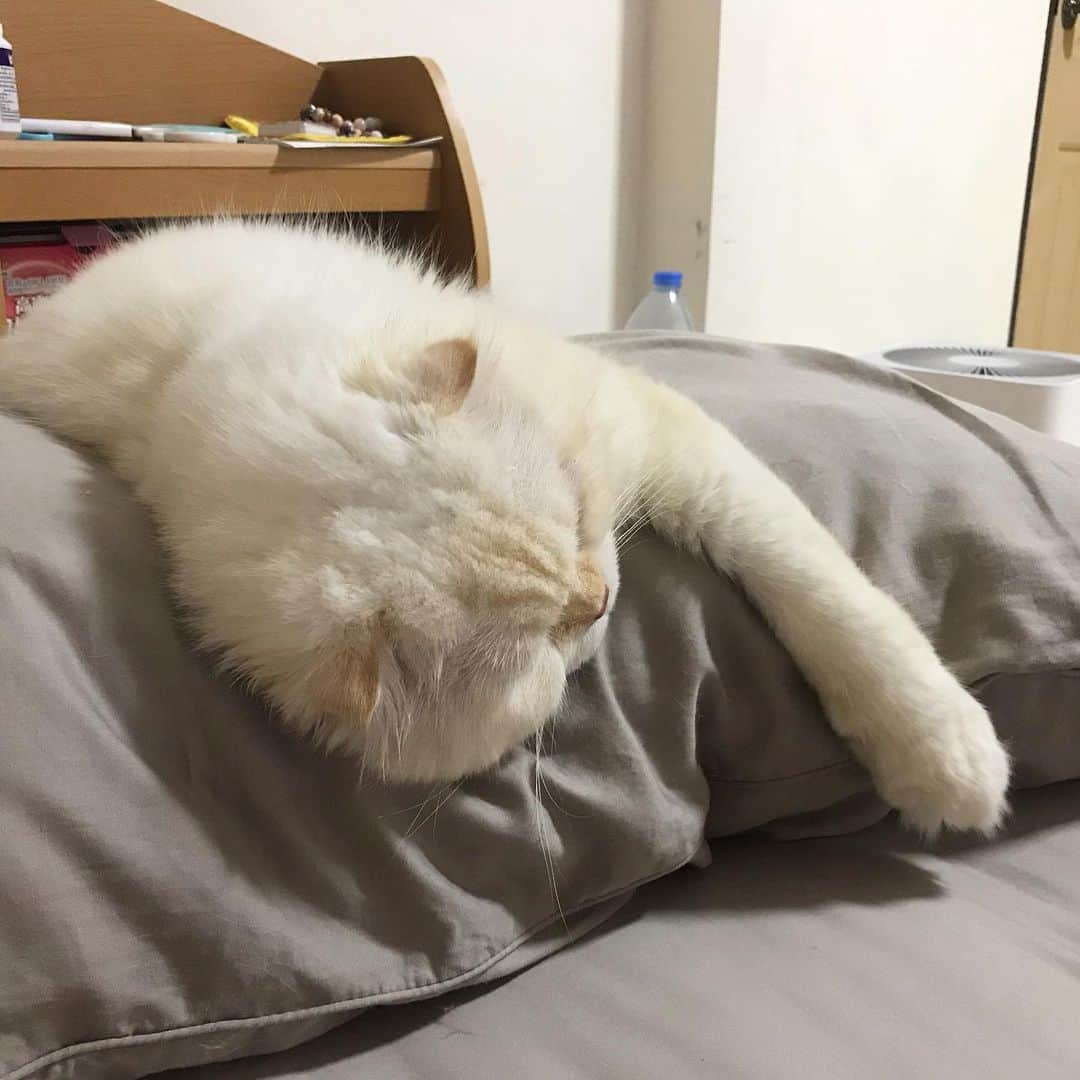 Haruのインスタグラム：「Exhausted 🥺 #น้องหมดแรง #นอนจนเหนื่อย #น่าสงสารเค้านะคะ #gentleharper」
