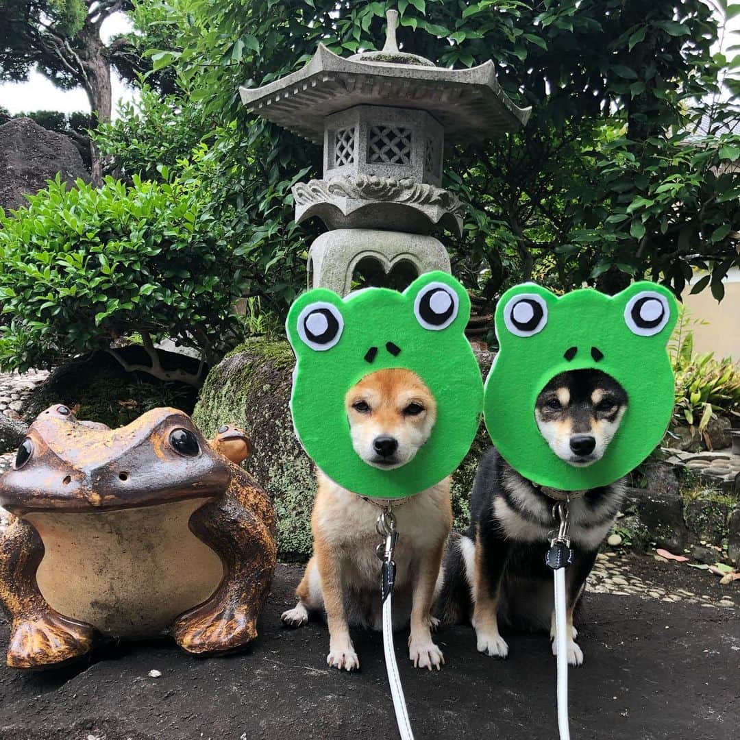豆柴なつ&ふゆのインスタグラム