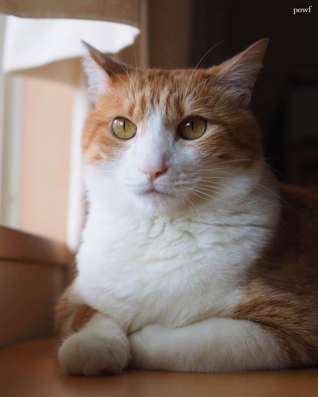 anemone_69のインスタグラム：「. #窓辺のハカセとキョウジュ #ハカセとキョウジュ #茶トラ白 #茶白 #cat #猫 #保護猫 . . .」