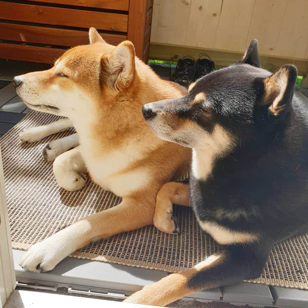 ?Fricko the Shiba Inu?のインスタグラム：「😁 sunbathing , Keaton is copying me like always🙄😝 🐾 🐾 🐾 #FrickoandKeaton #🐶 #☀️ #shiba #shibainu #dog #柴犬 #赤柴 #黒柴  #adorable #shibalovers #shibaholics  #dogoftheday  #weeklyfluff #aww #dogstagram  #dogscorner #puppiesofinstagram #shibapuppy」