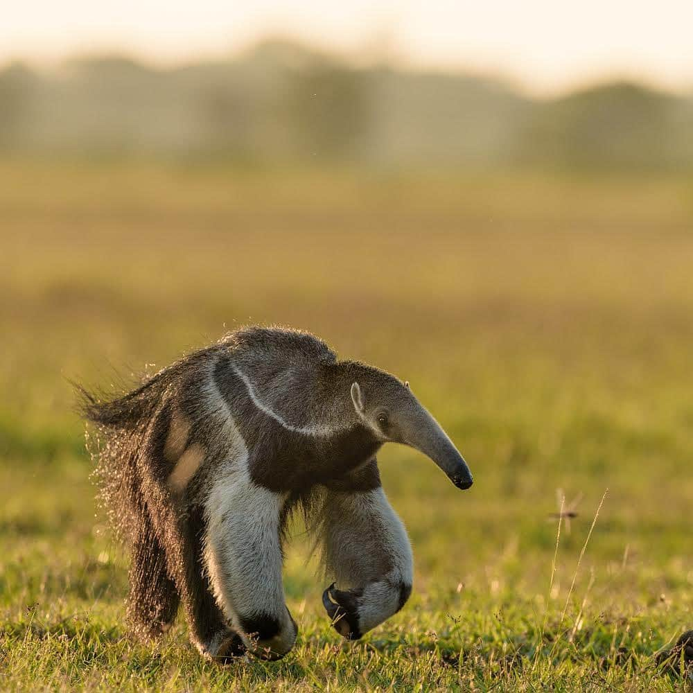 thephotosocietyさんのインスタグラム写真 - (thephotosocietyInstagram)「Photo by @lucianocandisani ( Luciano Candisani ). A giant anteater from a recent assignment on Pantanal wetlands of Brazil.  @ilcp_photographers @natgeo @lucianocandisani #lucianocandisani #candisani #fotografia #natureza #fotografiadenatureza #pantanal #brasil #brazil #anteater #tamanduabandeira」7月10日 21時26分 - thephotosociety