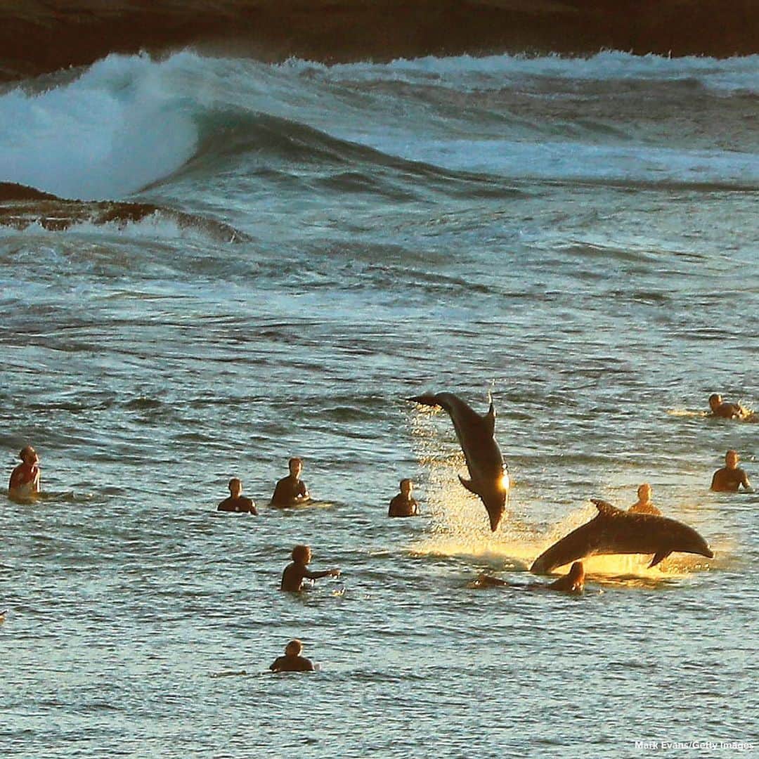 ABC Newsさんのインスタグラム写真 - (ABC NewsInstagram)「FINTASTIC FROLICS: Dolphins swim with surfers off Tamarama Beach in Sydney, Australia. #dolphins #animals #surfing」7月10日 21時38分 - abcnews