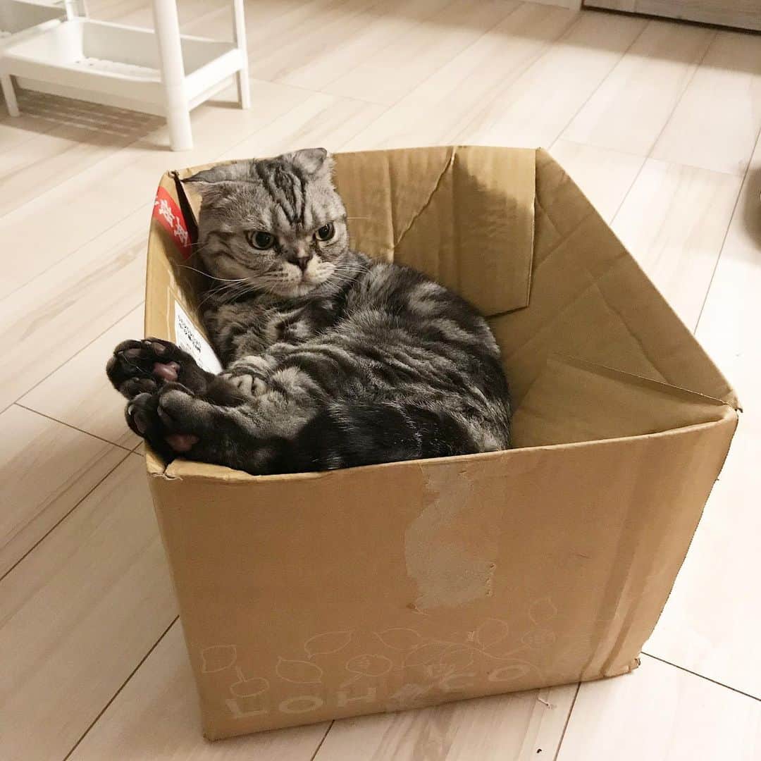Shishi-maruのインスタグラム：「🐱Now🐱今まる ーーーーーーーーーーーーー 🌺「渋ネコ ししまるさん」ねこのきもちWEB MAGAZINE にて毎週土曜日エッセイの連載中 ーーーーーーーーーーー 📕「ぷっちねこ。」「3匹のちいさな猫を召喚できたなら」「ちいさな猫を召喚できたなら」徳間書店より単行本発売中 ーーーーーーーーーーー ⭐︎ねこ漫画を描いています→@tacos_cat 🐱公式→@chiisanacat 🌺Twitter →@taco_emonemon ーーーーーーーーーーー」