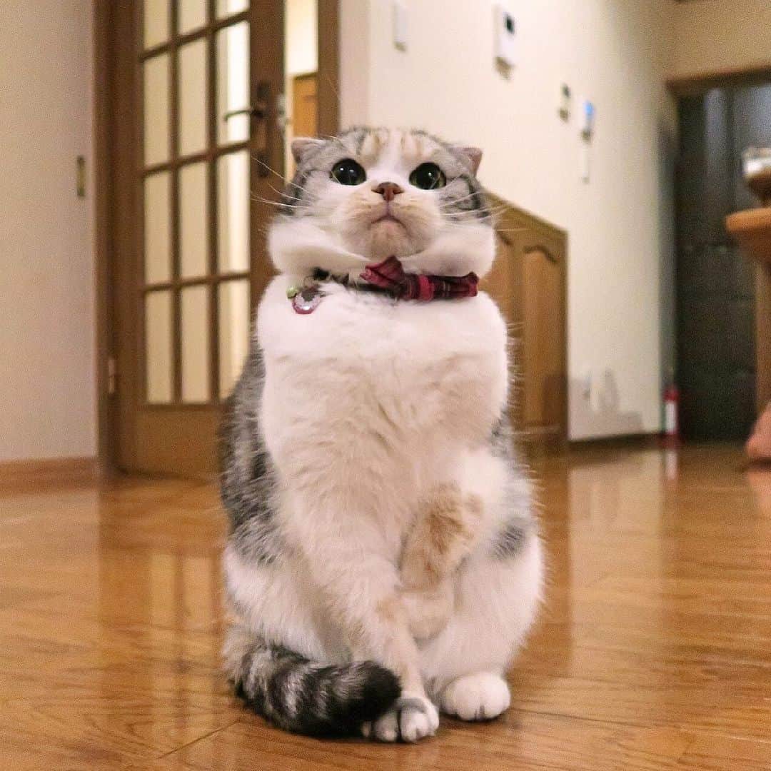takegaeruのインスタグラム：「こんばんにゃ♬ プリティちゃん😽  #cat #scottishfold #猫 #スコティッシュフォールド #三毛スコ友の会」