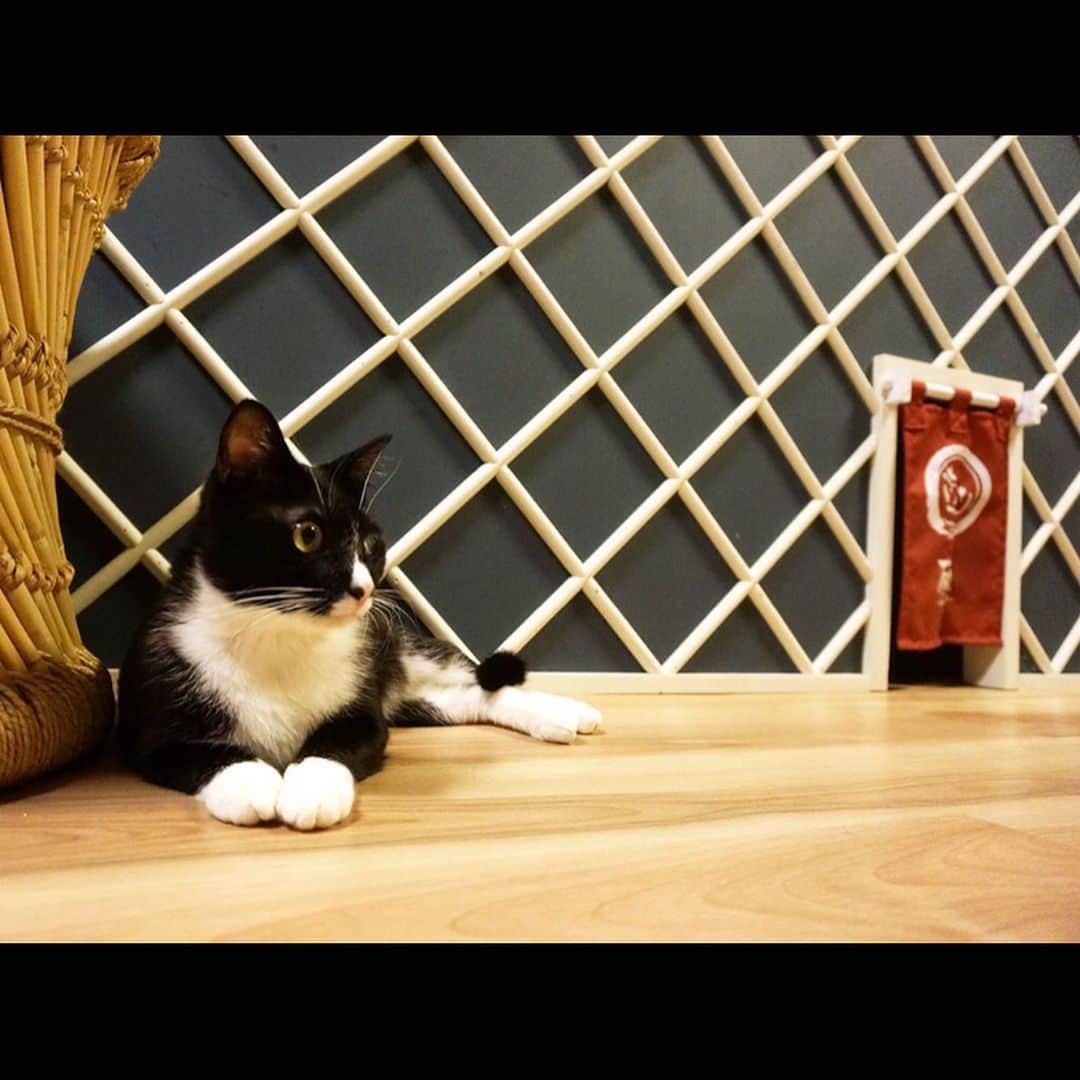 恵美さんのインスタグラム写真 - (恵美Instagram)「先日インタビューのお仕事で 保護猫カフェ きゃりこ 武蔵野店 @catcafe_calico_official  へお邪魔しました🐱🎀 . 運営元は「きゃりこ」を運営する株式会社きゃりこ。  その代表であり、猫カフェ協会理事長の福井さんにお話をお伺いしました . 福井さんは10 数年前から猫カフェを運営していらっしゃり、3 年前から猫への恩返しも兼ねて猫の為に何か出来る事はないかと、保護猫カフェ事業をスタートされたとのこと . インタビューしてみて、福井さんやスタッフのみなさんの穏やかで優しい気持ちが伝わってきて、とても幸せな気持ちになりました😊 . 今回は保護猫カフェで働くことについてもお話いただきました . 詳しくはKEYPERに掲載される記事を是非ご覧くださいね🥰 https://keyper.jp/neko . こんなに人懐っこい猫ちゃんたちに囲まれて、とても癒されました🐱💕 . 猫好きの皆さんはもちろん、今まで猫カフェに行ったことのないお子様やご家族の皆さんにも本当にオススメです❤️ . @catcafe_calico_official #きゃりこ #きゃりこ新宿店 #きゃりこ吉祥寺 #保護猫カフェ #保護ねこ #保護猫 #猫カフェ #吉祥寺駅 #新宿駅 #keyper #キーパーソン #インタビュー #インタビュアー #インタビュー記事 #zabooon_mkt #お仕事 #求人 #instagood #model #モデル #japanesemodel #恵美 #disney_emi  #ビジョビ @b_b_j.j」7月10日 21時56分 - emi_florence819