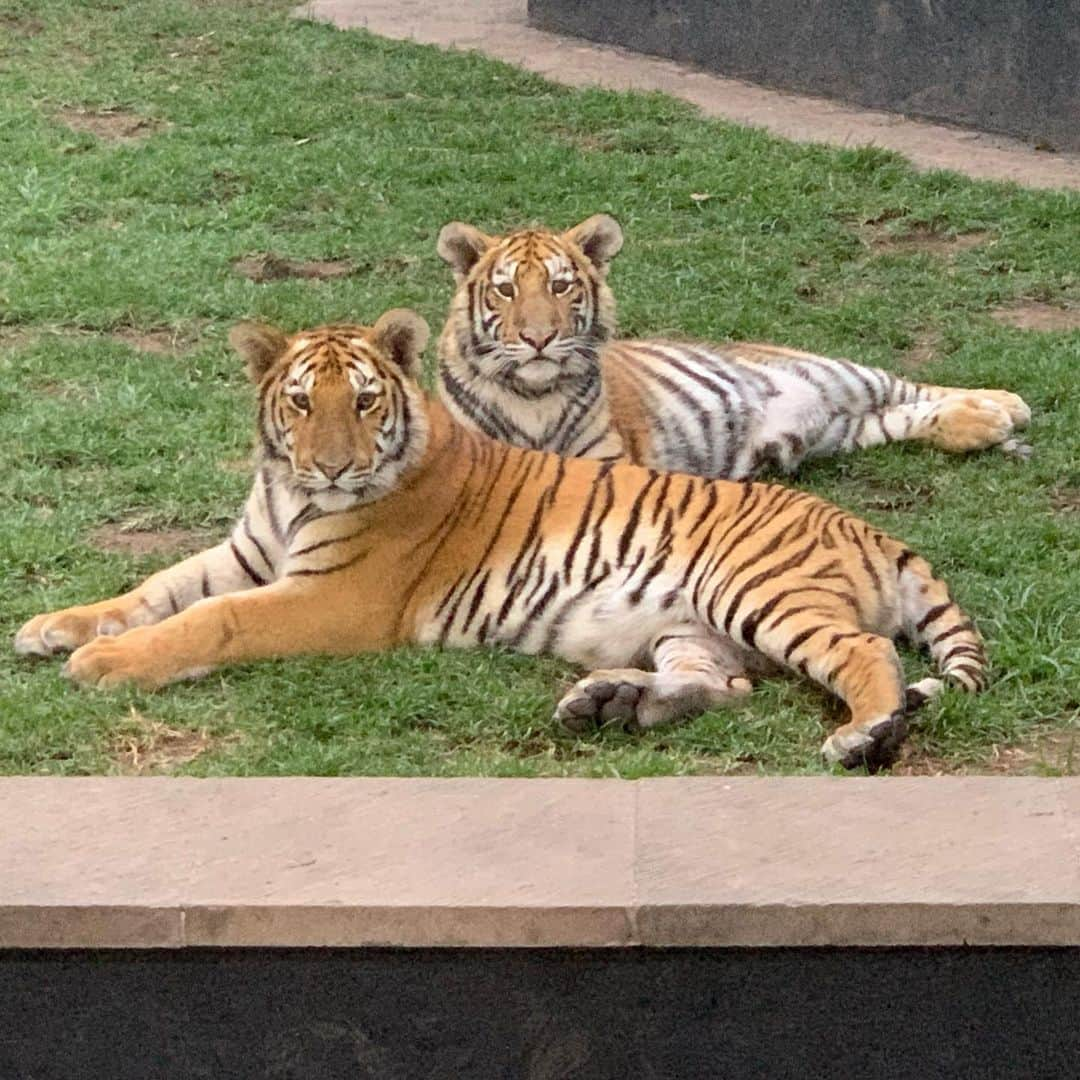 Black Jaguar-White Tiger さんのインスタグラム写真 - (Black Jaguar-White Tiger Instagram)「Good morning from Raul and Luciano :) #BabyLucianoBJWT #BabyRaulBJWT #SaveTigers」7月10日 22時05分 - blackjaguarwhitetiger