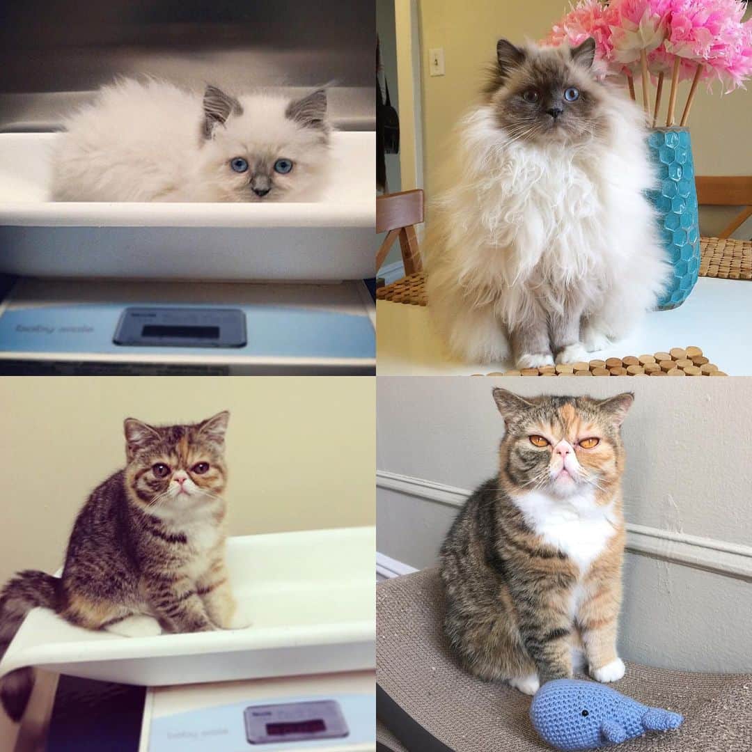 Tinaのインスタグラム：「It’s #NationalKittenDay so I’m sharing my favorite #ThenAndNow of George and Wheezy. 💓」