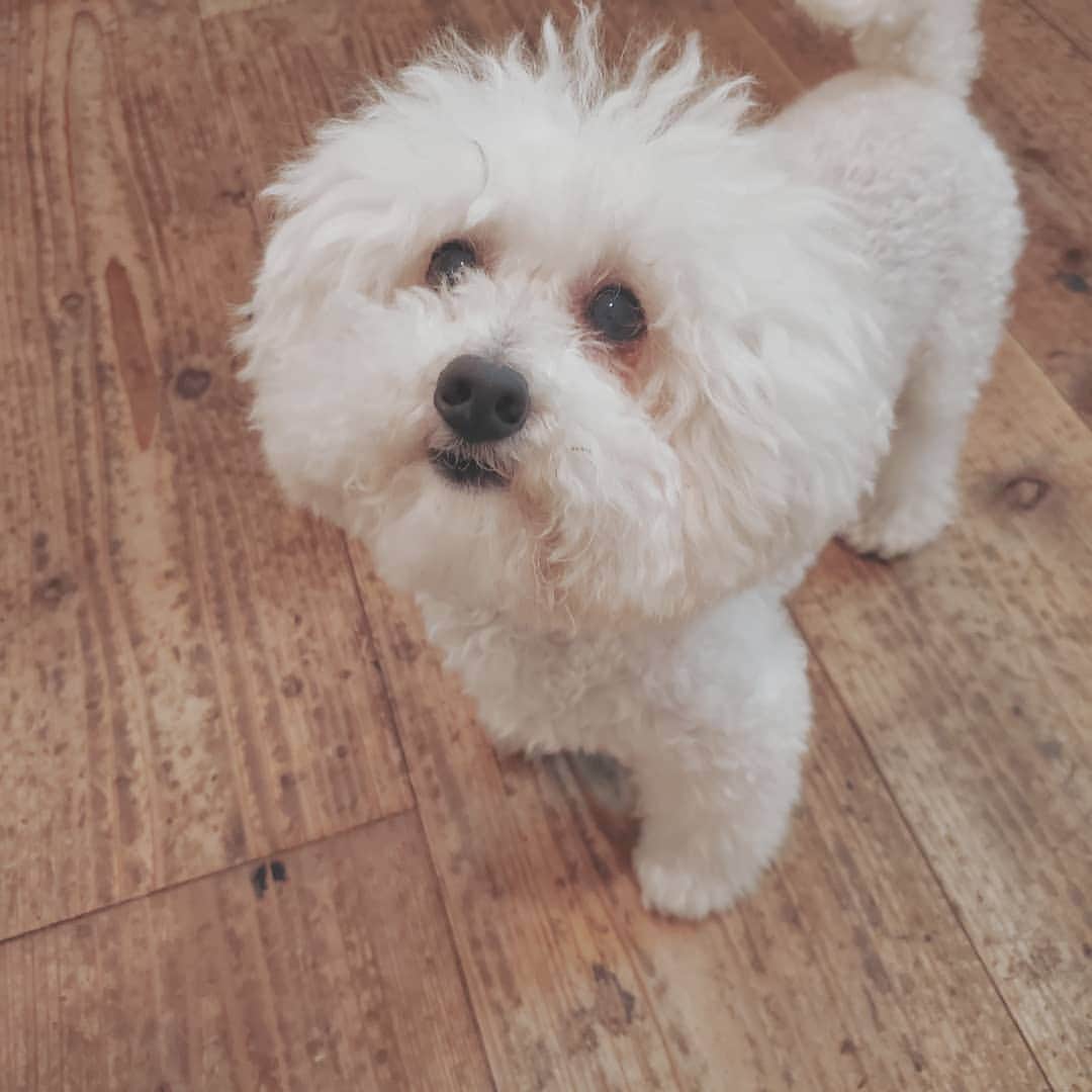 neokazumiのインスタグラム：「﻿ だいぶもじゃもじゃの﻿ ﻿ がびがびになってきたね🐩﻿ ﻿ #トイプードル#トイプードルホワイト#いぬのいる暮らし#いぬすたぐらむ#いぬすた#いぬがすき#ねおくんがすき#neoくん#ずっとだいすき」