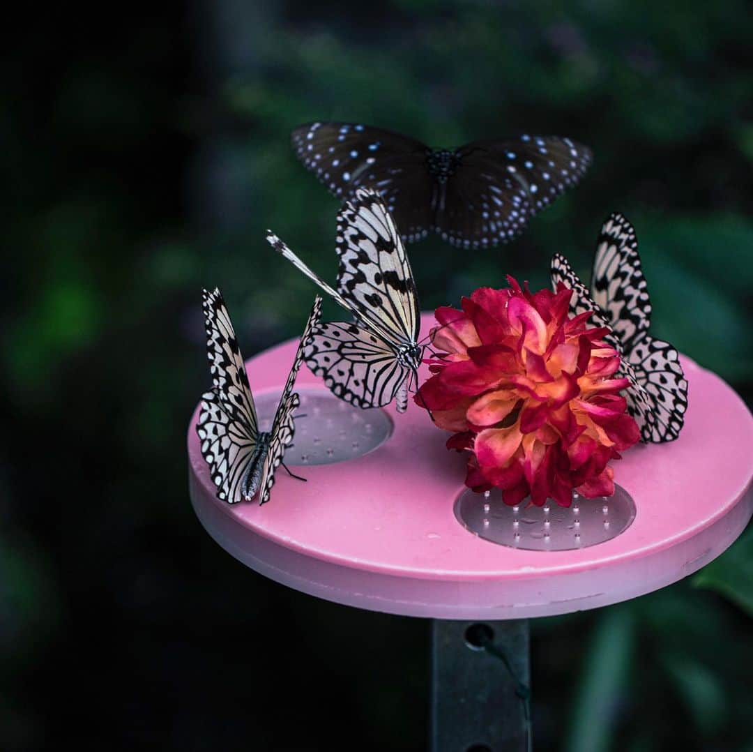 kyoko_zzzのインスタグラム：「🌺 Honey plate 🦋」