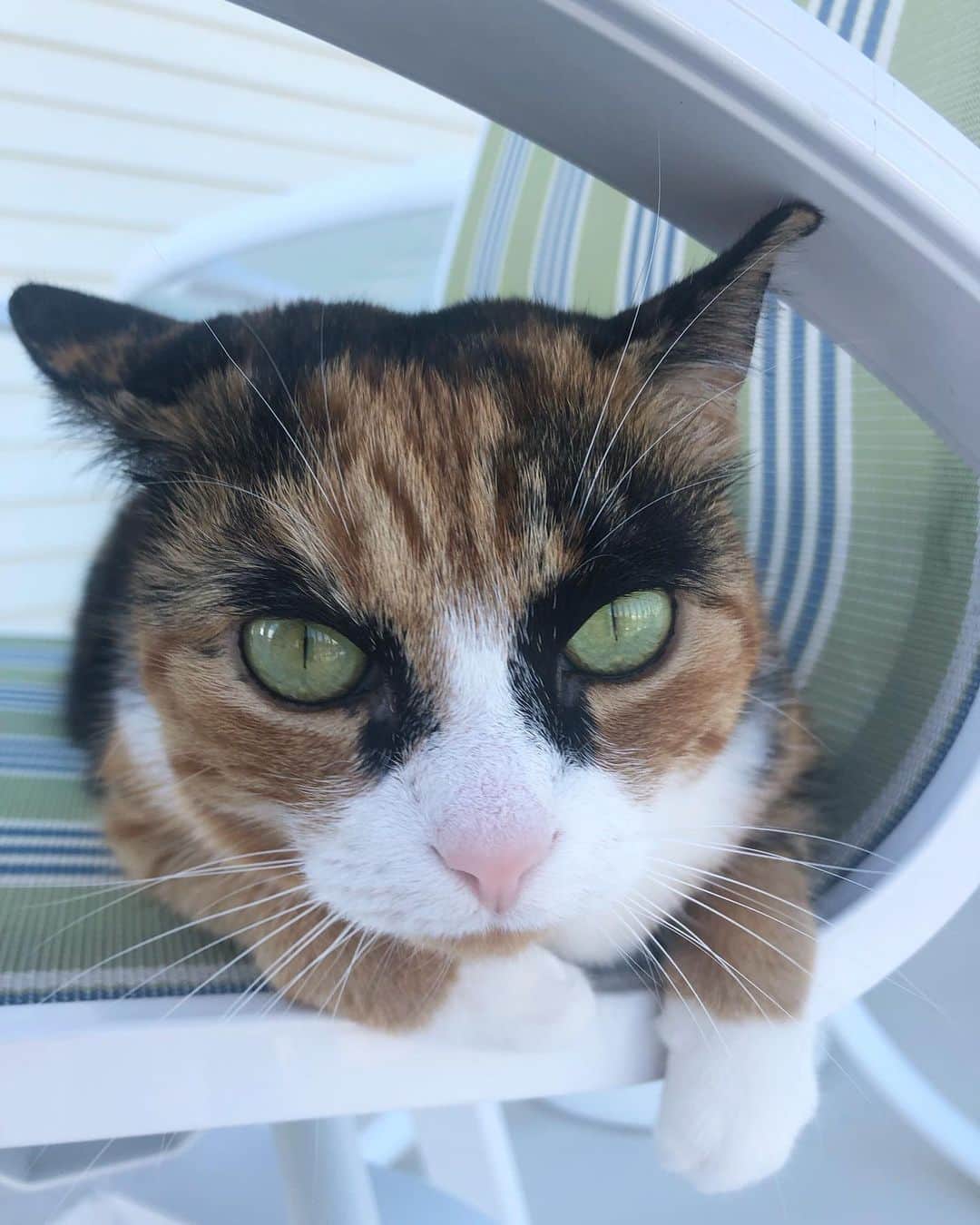 リリーのインスタグラム：「Green is my favorite color 😸💚」