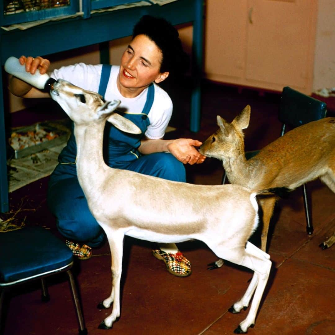 lifeさんのインスタグラム写真 - (lifeInstagram)「From an unpublished, undated color photo essay by the great Nina Leen about the Bronx Zoo. (Nina Leen—The LIFE Picture Collection/Getty Images) #wildLIFEwednesday #NinaLeen #BronxZoo」7月10日 22時27分 - life