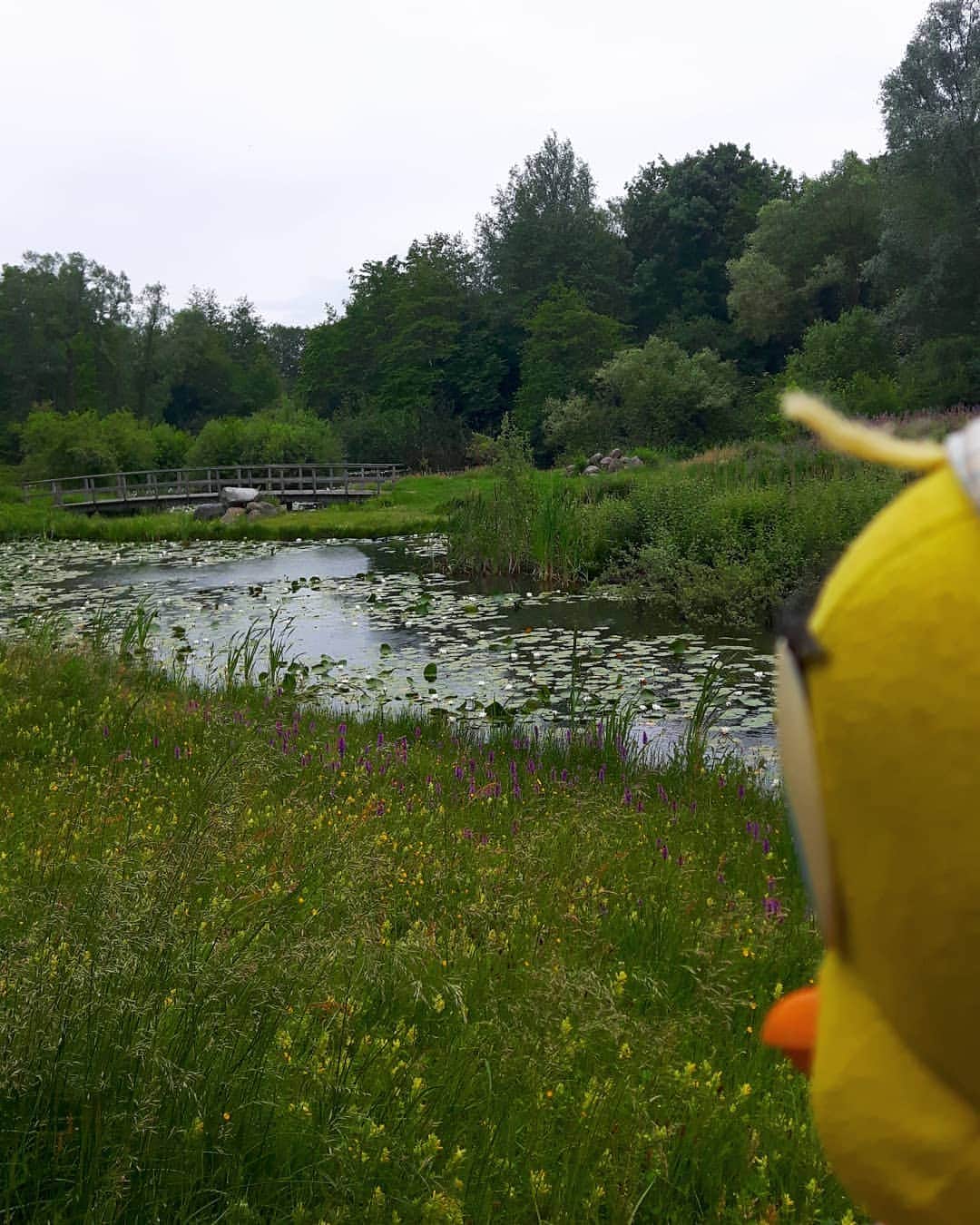 Little Yellow Birdさんのインスタグラム写真 - (Little Yellow BirdInstagram)「Ah...summer as we know it, here in the Netherlands; looks like it's gonna rain!! #littleyellowbird #tweety #tweetykweelapis #adventures #yellow #bird #wednesday #humpday #netherlands #summer #dutchsummer #rain #clouds #gray #graysky #july #walking #outdoors #nature #stuffedanimalsofinstagram #plushiesofinstagram」7月10日 22時29分 - tweetykweelapis