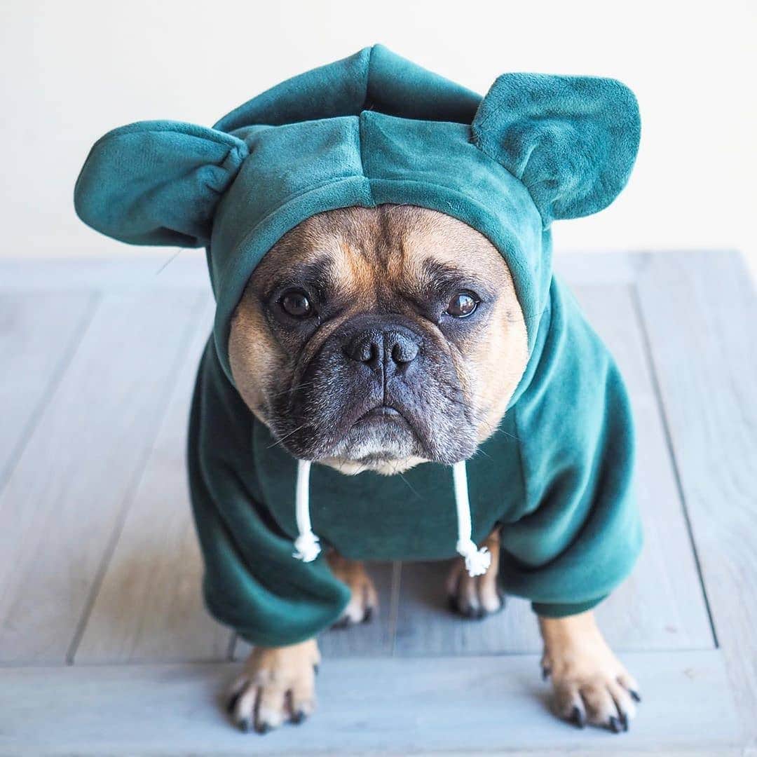 French Bulldogさんのインスタグラム写真 - (French BulldogInstagram)「@browserandayla rocking Hoodie with Mouse Ears from @frenchie.world shop 🐭💚 . . . . . #frenchie #frenchieoftheday #französischebulldogge#franskbulldog #frenchbull #fransebulldog #frenchbulldog#frenchiepuppy #dog #dogsofinstagram #petstagram#puppy #puppylove #bully #bulldog #bullyinstafeature#bulldogfrances #フレンチブルドッグ #フレンチブルドッグ #フレブル #ワンコ #frenchyfanatics #frenchiesgram#frenchbulldogsofinstagram #frenchiesoverload#ilovemyfrenchie #batpig #buhi #squishyfacecrewbulldog」7月10日 22時37分 - frenchie.world