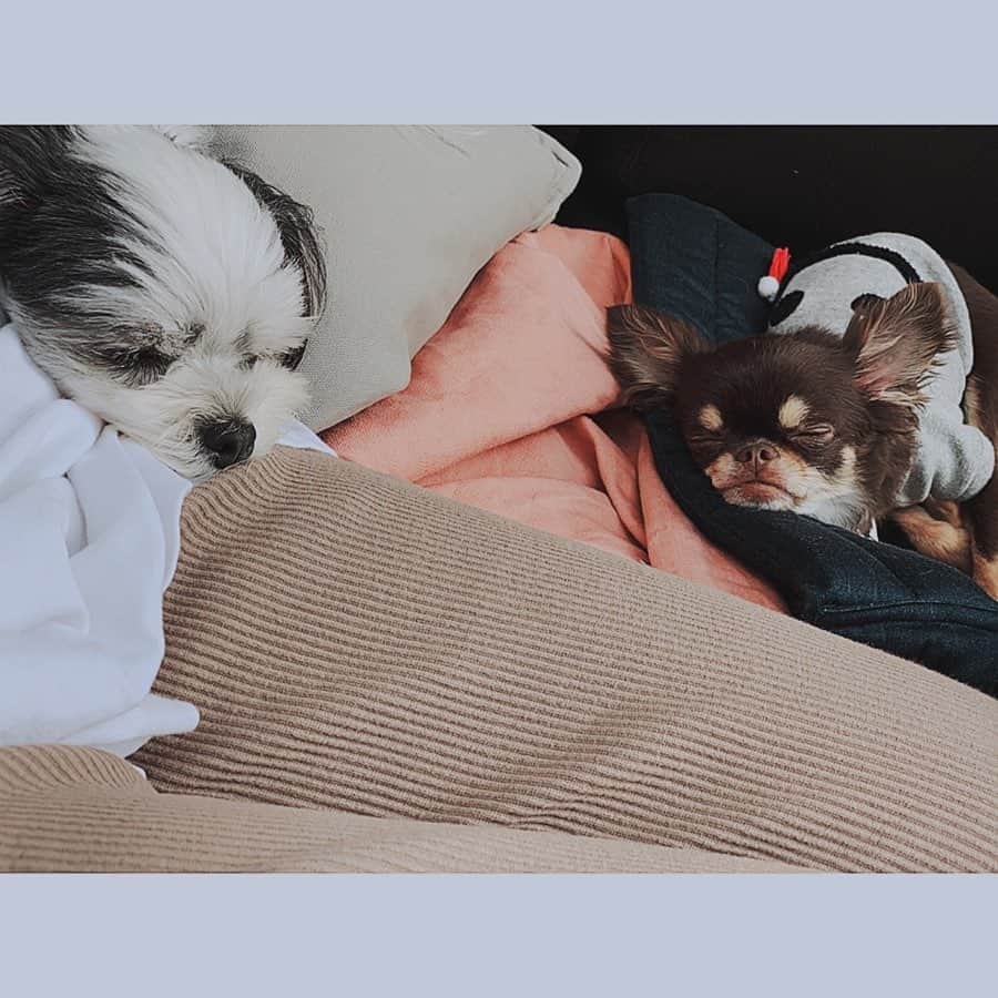 福野来夢さんのインスタグラム写真 - (福野来夢Instagram)「原宿わんこ会🐶♡ 原宿は平日とか関係なく いつ行っても人多すぎ。 ひっさびさに竹下通り通ってみたら新しいお店いっぱい増えてた！ BEAMSの看板かわゆ。 . #原宿 #わんこ会 #lunch  #お散歩 #beams  #いぬすたぐらむ #いぬがいる生活 #チワワ #マルチーズ #ミックス #チワマル #ぺろ #ベル #2人の距離が少しずつ近くなってきた #わんこ苦手なわんこ #ぺろりん #人間だと思ってるんだとおもう」7月10日 22時49分 - rappy217