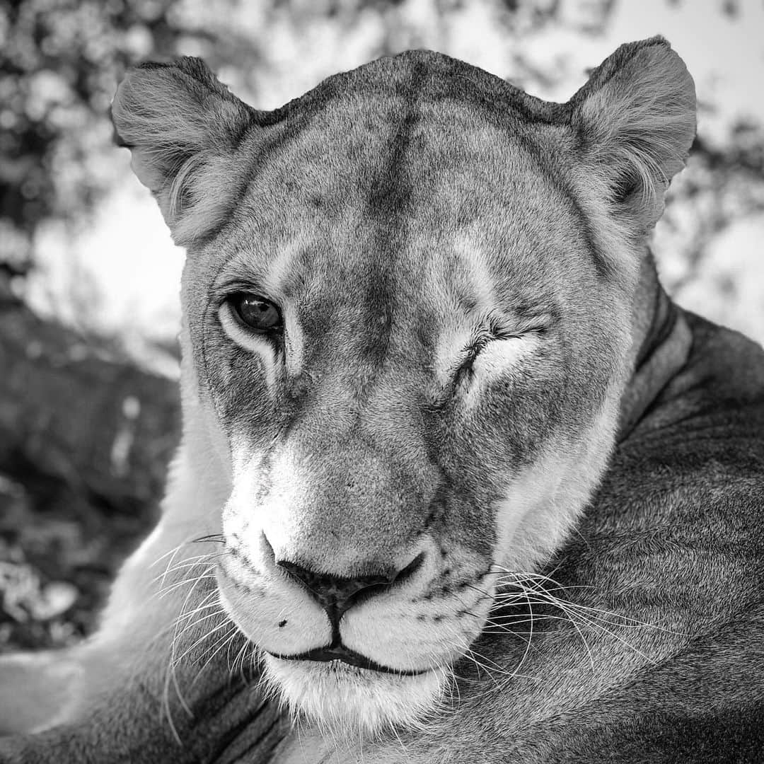 Kevin Richardson LionWhisperer さんのインスタグラム写真 - (Kevin Richardson LionWhisperer Instagram)「Simply gorgeous. Naiobi has got to be one of the nicest cats at the sanctuary. Severe glaucoma necessitated the removal of her left eye which improved her quality of life 100 fold. From being irritable and sore (understandably so) to happy and fun loving again, almost overnight. She copes amazingly well with her impediment and has a wicked sense of humour! Yes I said it, a lion with a sense of humour! Kind of fits with the @kevinrichardsonfoundation post as to whether animals smile or not 🤔 🤔 #senseofhumour #smilinganimals #glaucoma #glaucomaawareness #animalhusbandry #lionhumour #africanlion #preservehabitat #protectlions」7月10日 22時57分 - lionwhisperersa