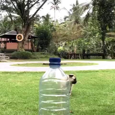 DogsOf Instagramのインスタグラム：「@jasonstatham @thenotoriousmma & @johnmayer got nothing on me 😼 #bottlecapchallenge #ninjachancho” writes @chancho.the.pug  #dogsofinstagram」